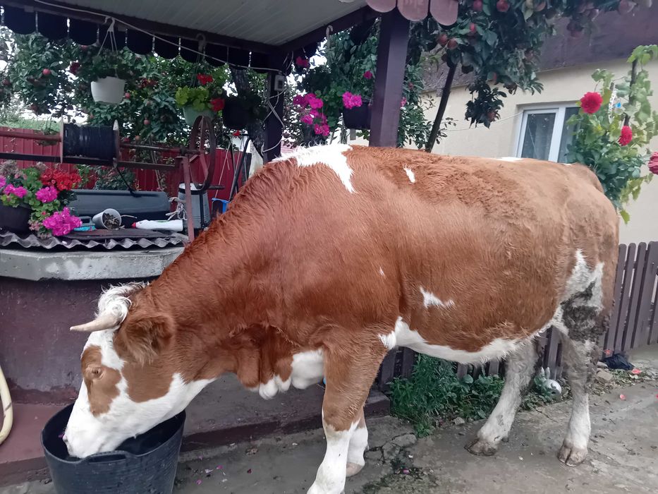 Vand junca de anul trecut