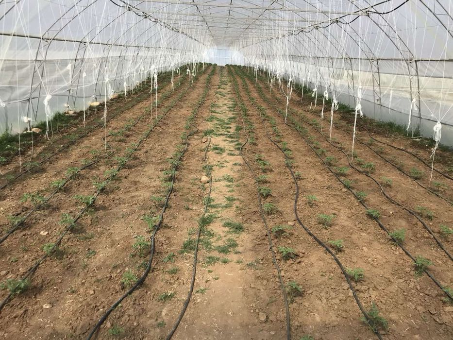 Тунелни оранжерии - Комплекс