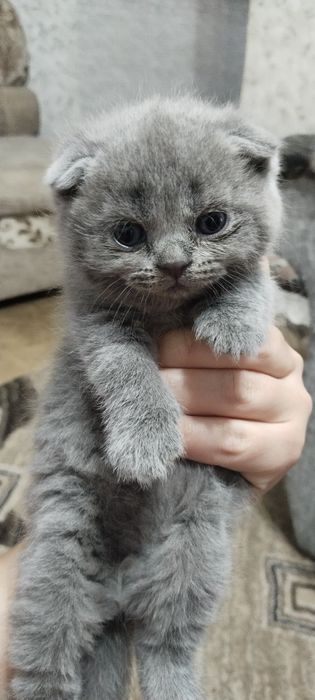 Котята британской породы