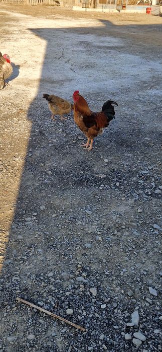 Қораз Кучинская.