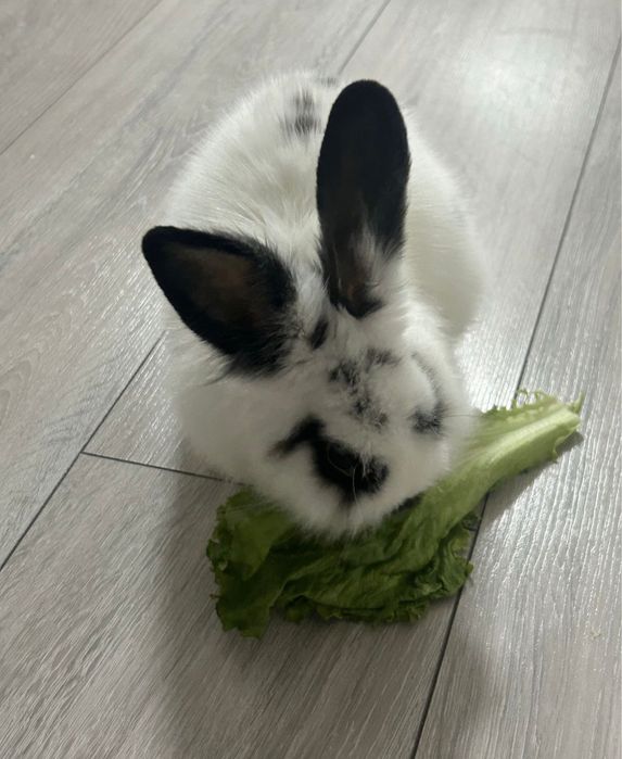 Продам декоративный кролик