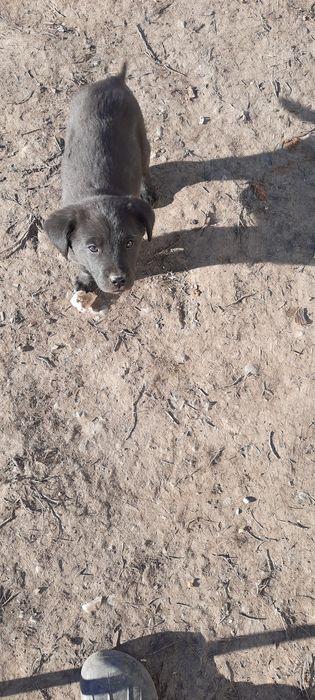 Donez pufosenii de labrador