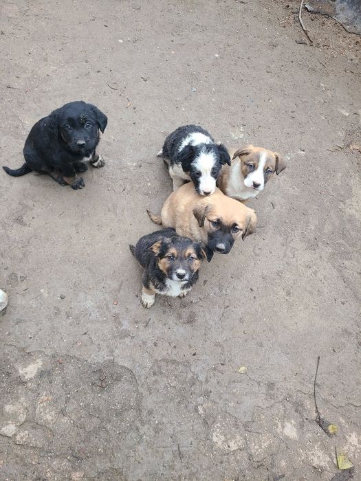 Щенки бесплатно  в добрые руки