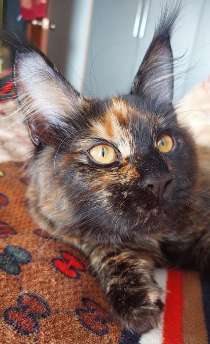 Кошечки Мейн-кун.