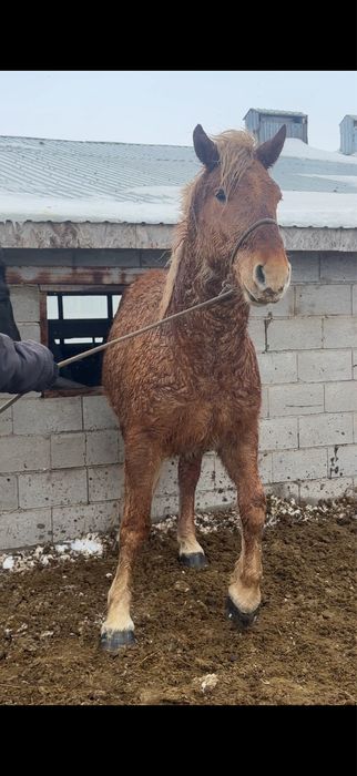 Советский тяжеловоз сатылады.