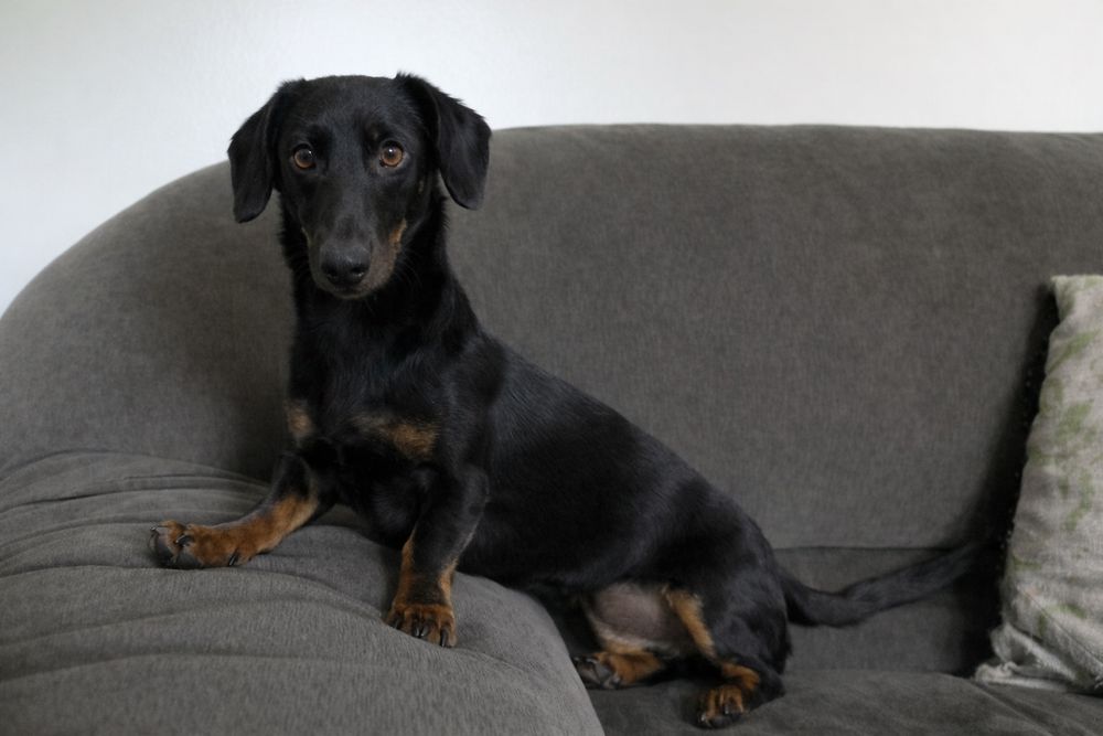 Такса, кобель. 1 год.