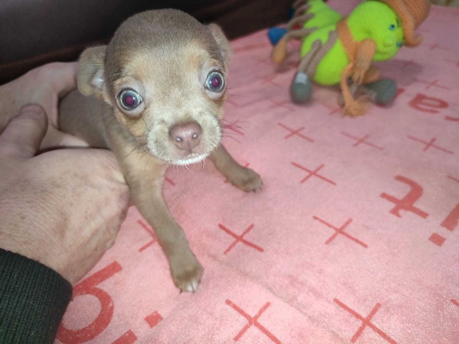 Крошки с ладошку ищут родителей