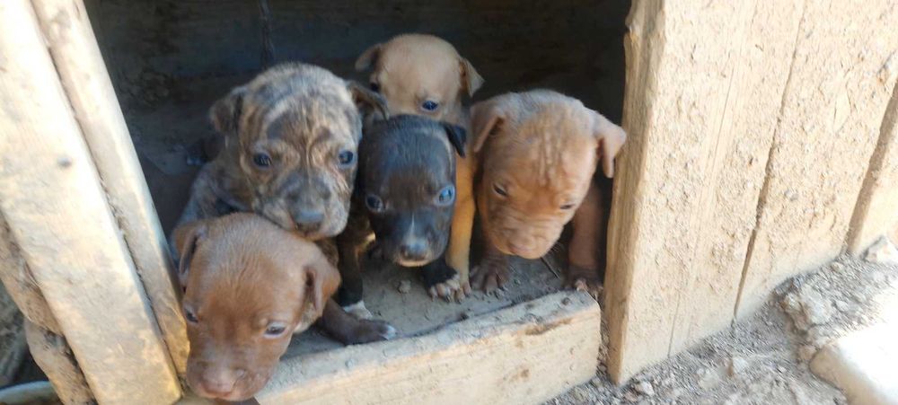 Кученца питбулчета хубави и чисти родители
