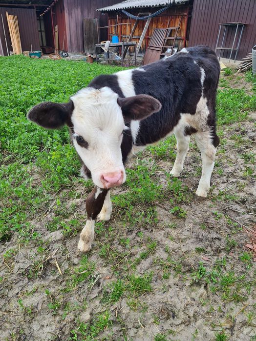 Vand taurasi de rasa sugari