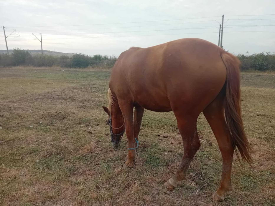 Vand armasar 3500 de lei