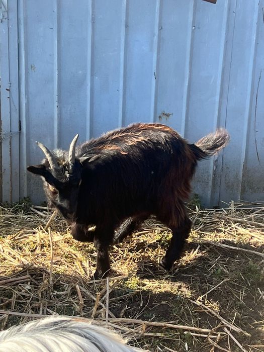 Schimb cu vitel de vaca sau de bivol