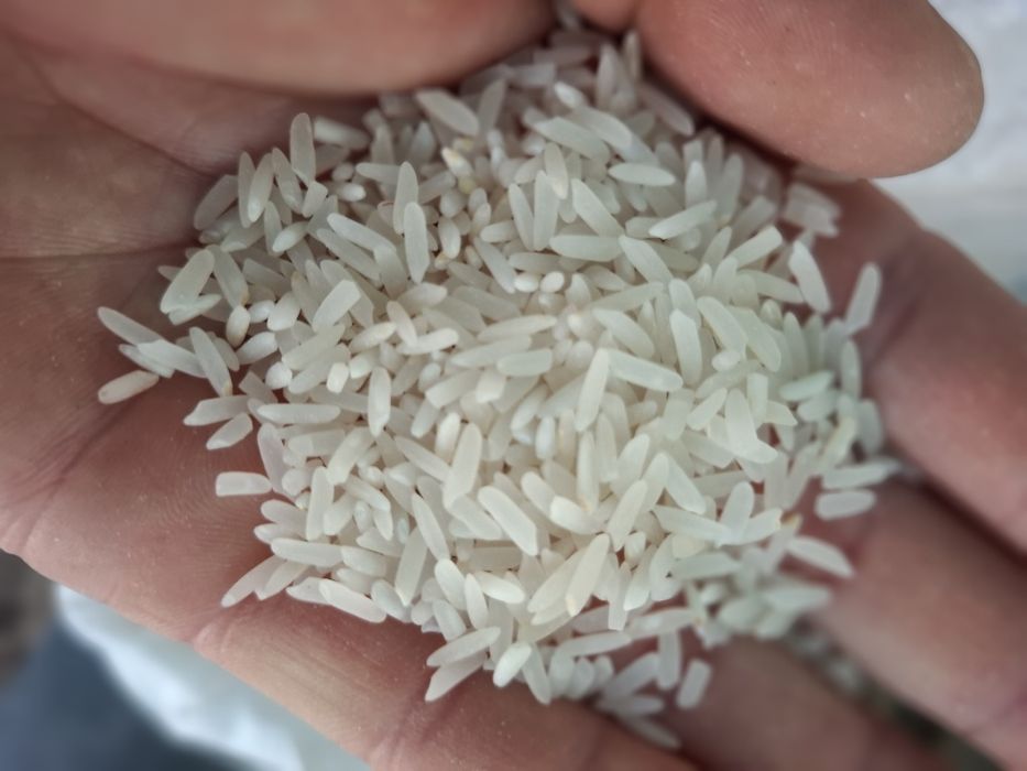 Күріш Лазер местный