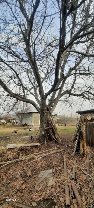 Yongoq daraxti sotiladi