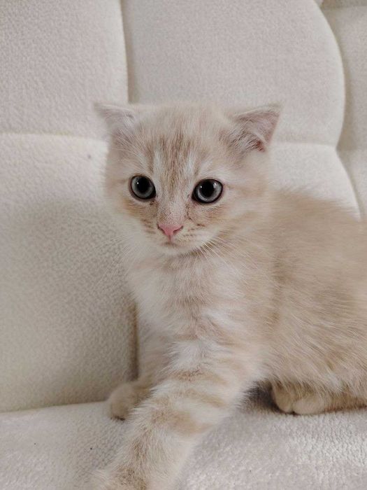 Породистый котенок