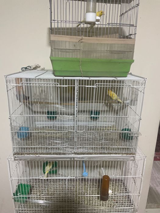 Kanareka optim donaga sotiladi 4 ta moda 4 ta nar