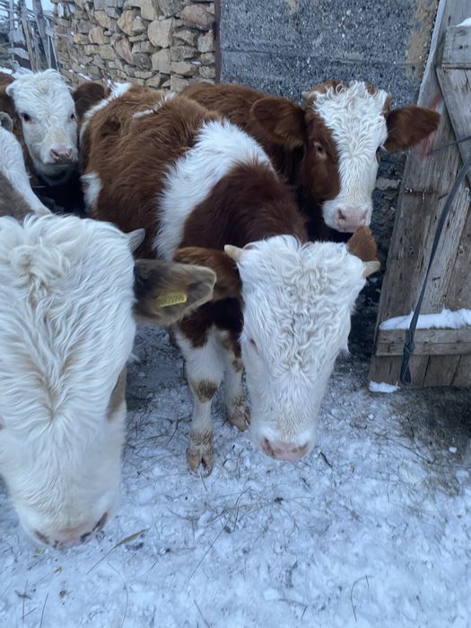 Продаются телята бычки