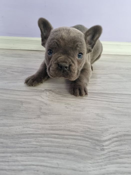 Френски булдог момче