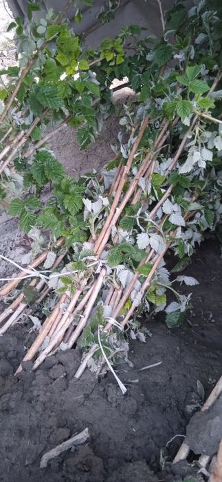 Малина, корамалина. ежевика, ежемалина. Yejimalina, yijiveka, malina