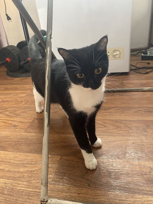 Отдам в хорошие руки кошечек