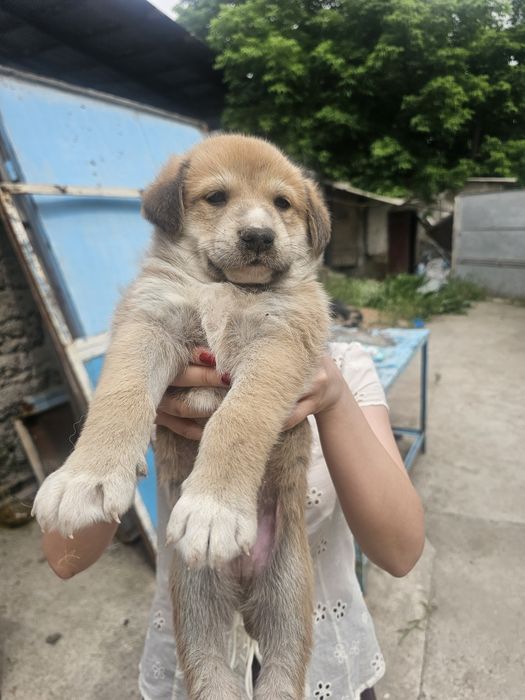 Отдам щенков в хорошие руки