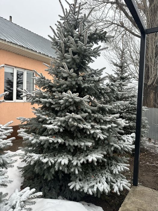 Продам голубые Ели