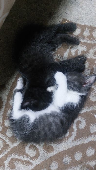 отдам милых  котят