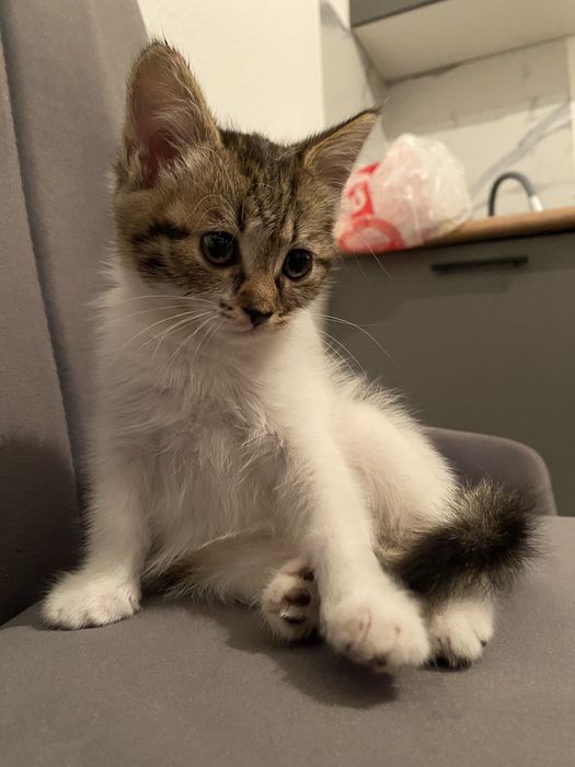 Отдаём ласковых котят в добрые руки
