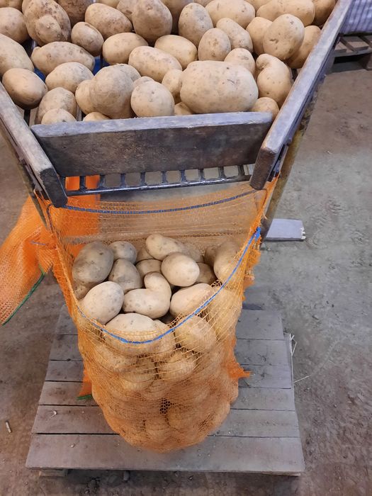 Cartofi de consum si samântă