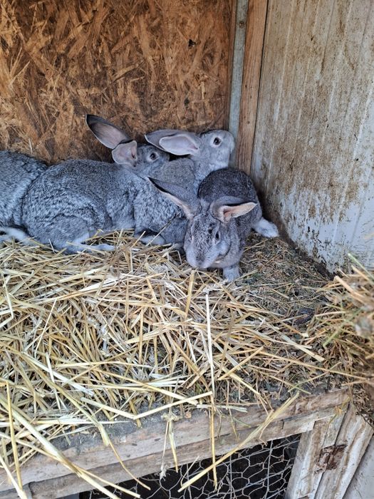 Vand iepurasi dragalasi