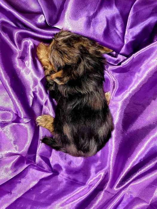 Йоркширски териер мини