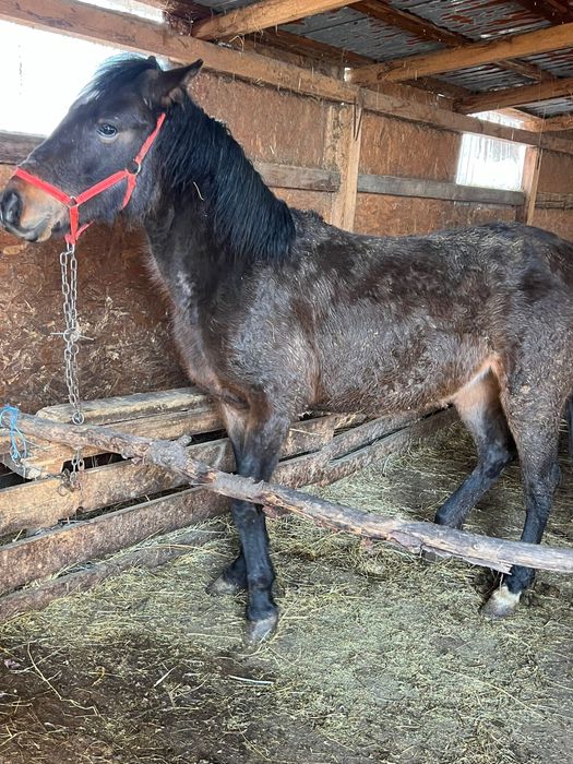 Manza de 2 ani jumate