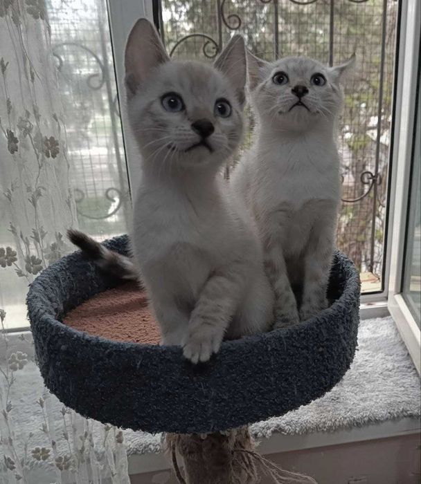 Бенгальские котята