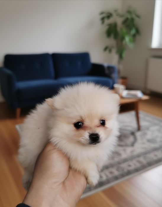 Померанчета на 50 дни