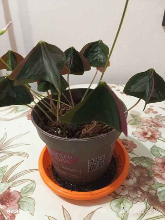 Растения детелина