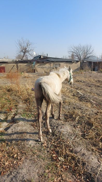 Продам жеребенок