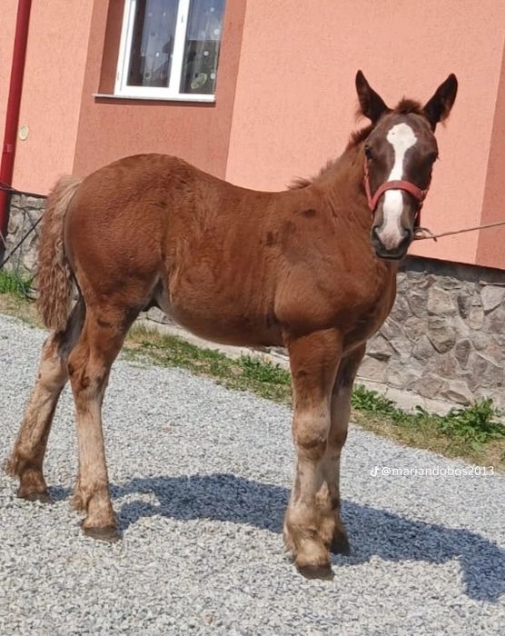 Vând mânz de 6 luni,poza este la 3 luni,din părinți buni,tata Rambo