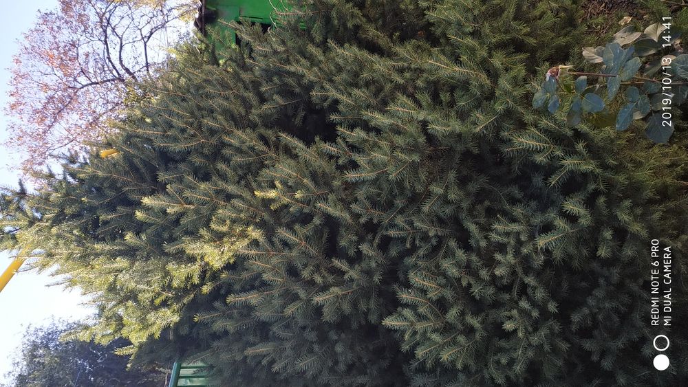 Ёлки ёлки ёлки ёлки