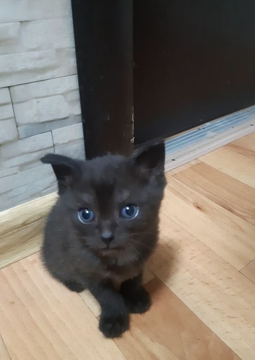Котик мальчик, в добрые руки, метис