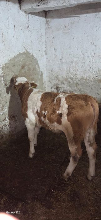 Vând vițel o luna jumate