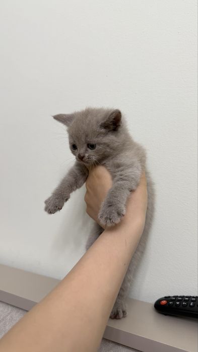 Шотландские котята