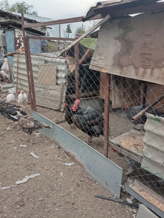 Продам индюшат июнь этого года