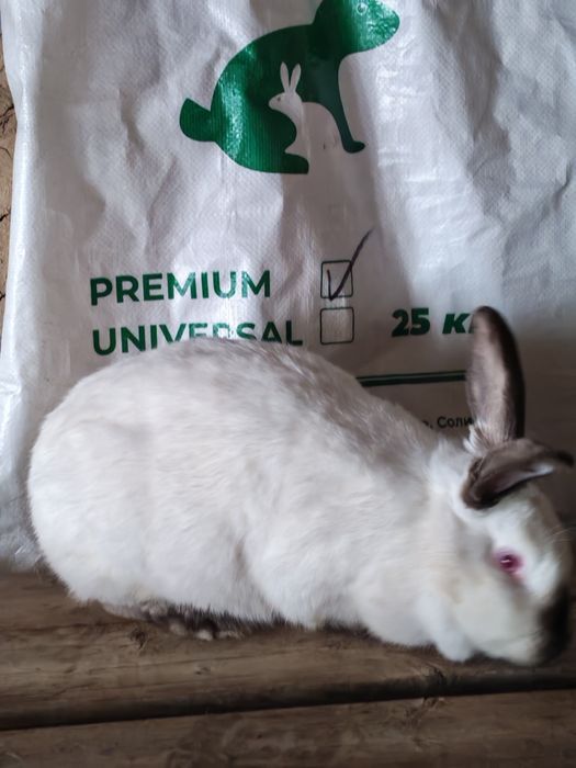 Kaliforniya quyoni Kaliforniya quyoni