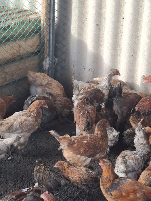 Продам кур домашних ,молодые-НЕСУШКИ