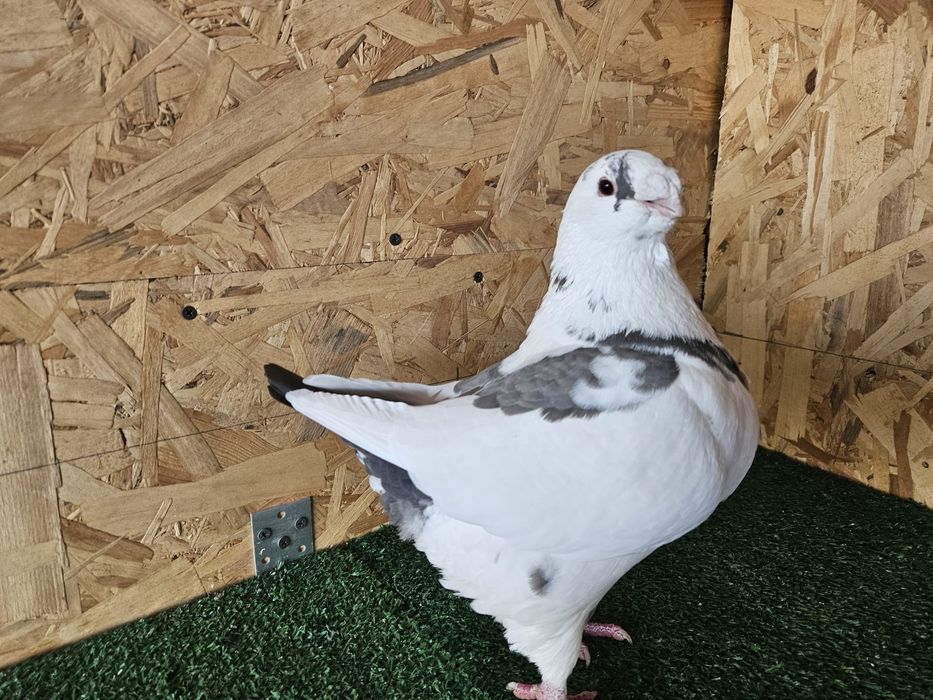 Porumbei Americani AGH