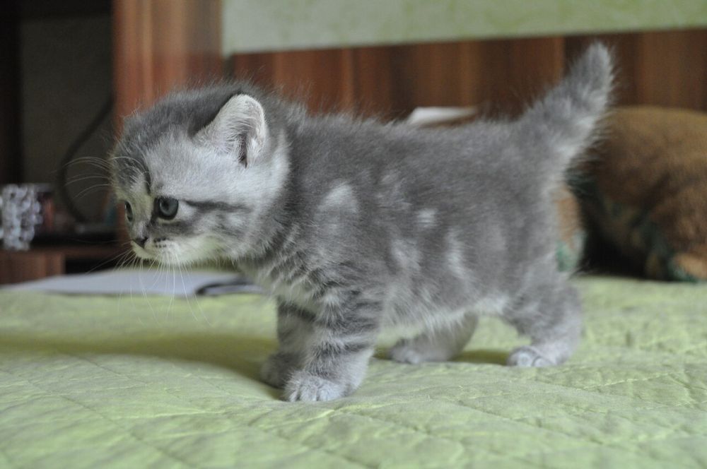 Британская малышка