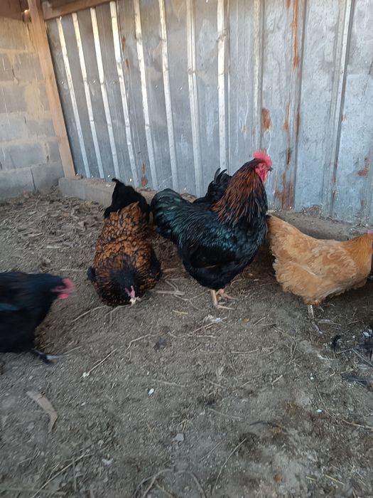 Инкубация жумыртқа