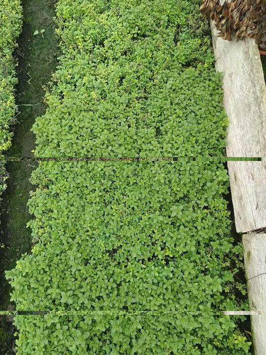 plante aromatice perene