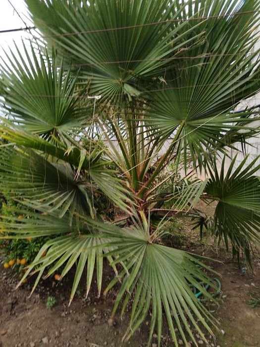 Palma kuchati soiladi kelishamiz