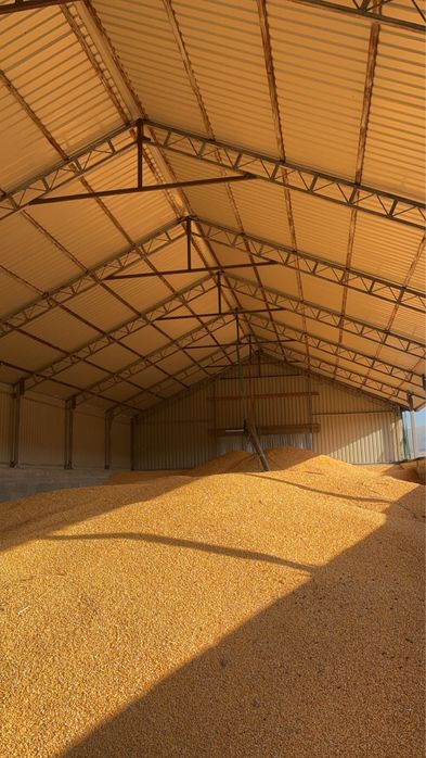 Porumb boabe, orice cantitate.