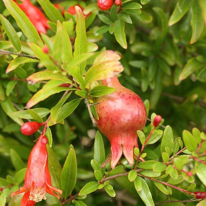 Pomi Fructiferi Exotici (RODIE )la ghiveci